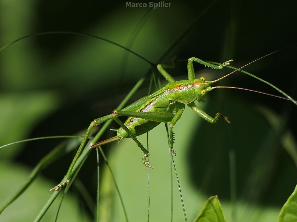 Tettigonia sp. (viridissima o cantans)